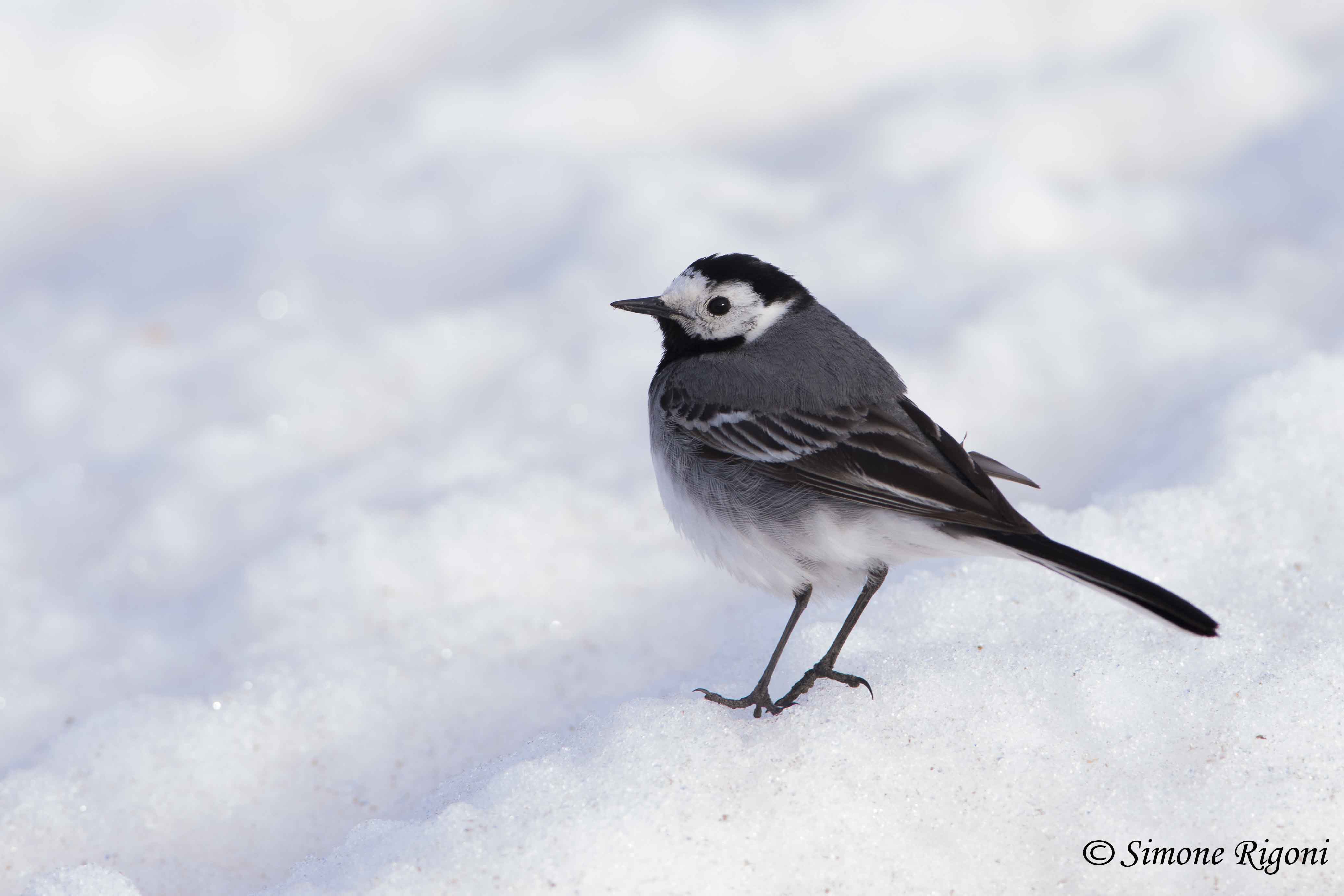 _DSC3267 Ballerina bianca