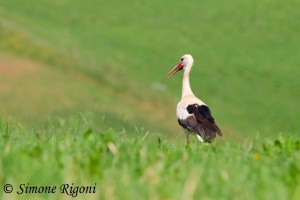 _DSC5562 Cicogna bianca