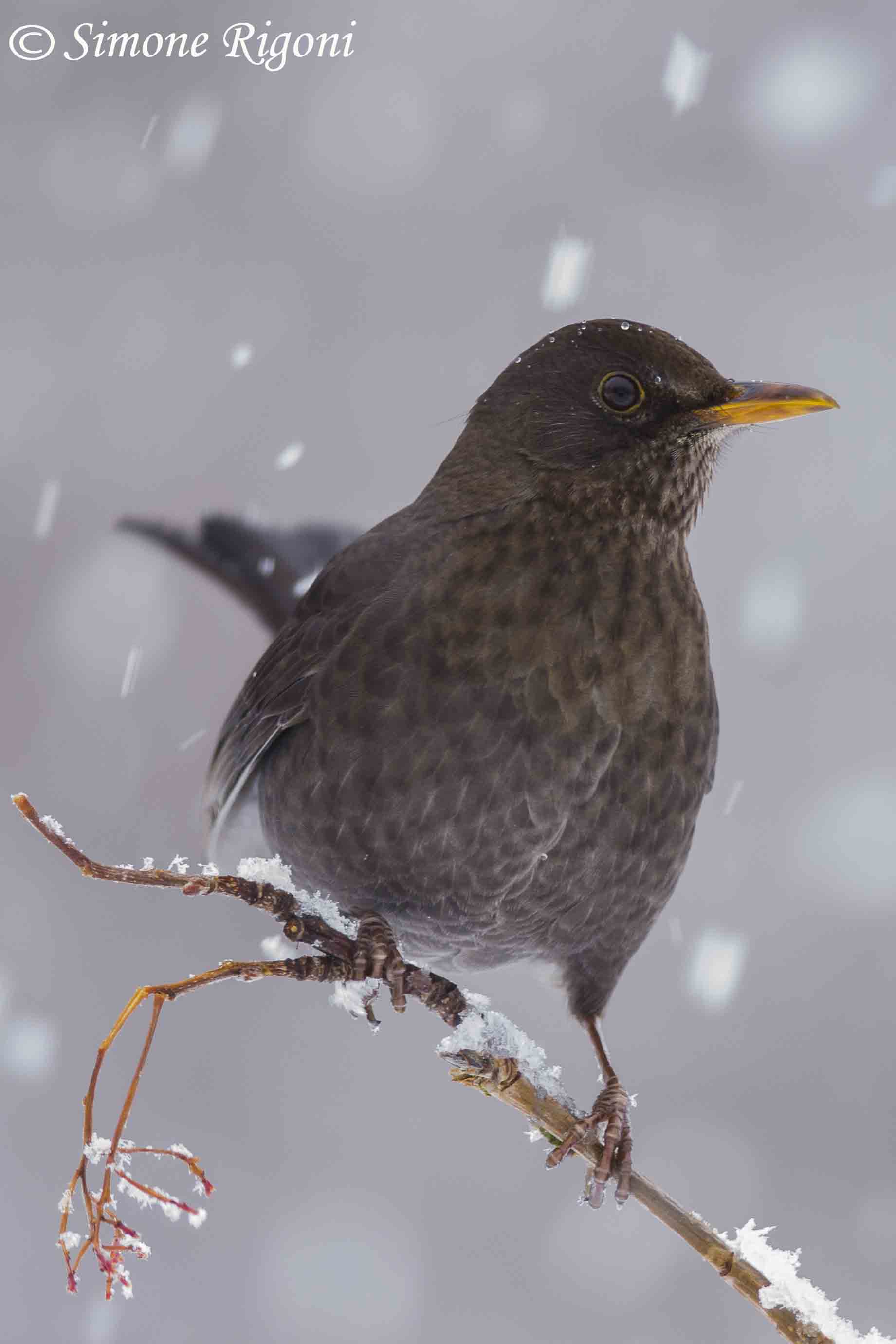 _DSC7901 Femmina di Merlo