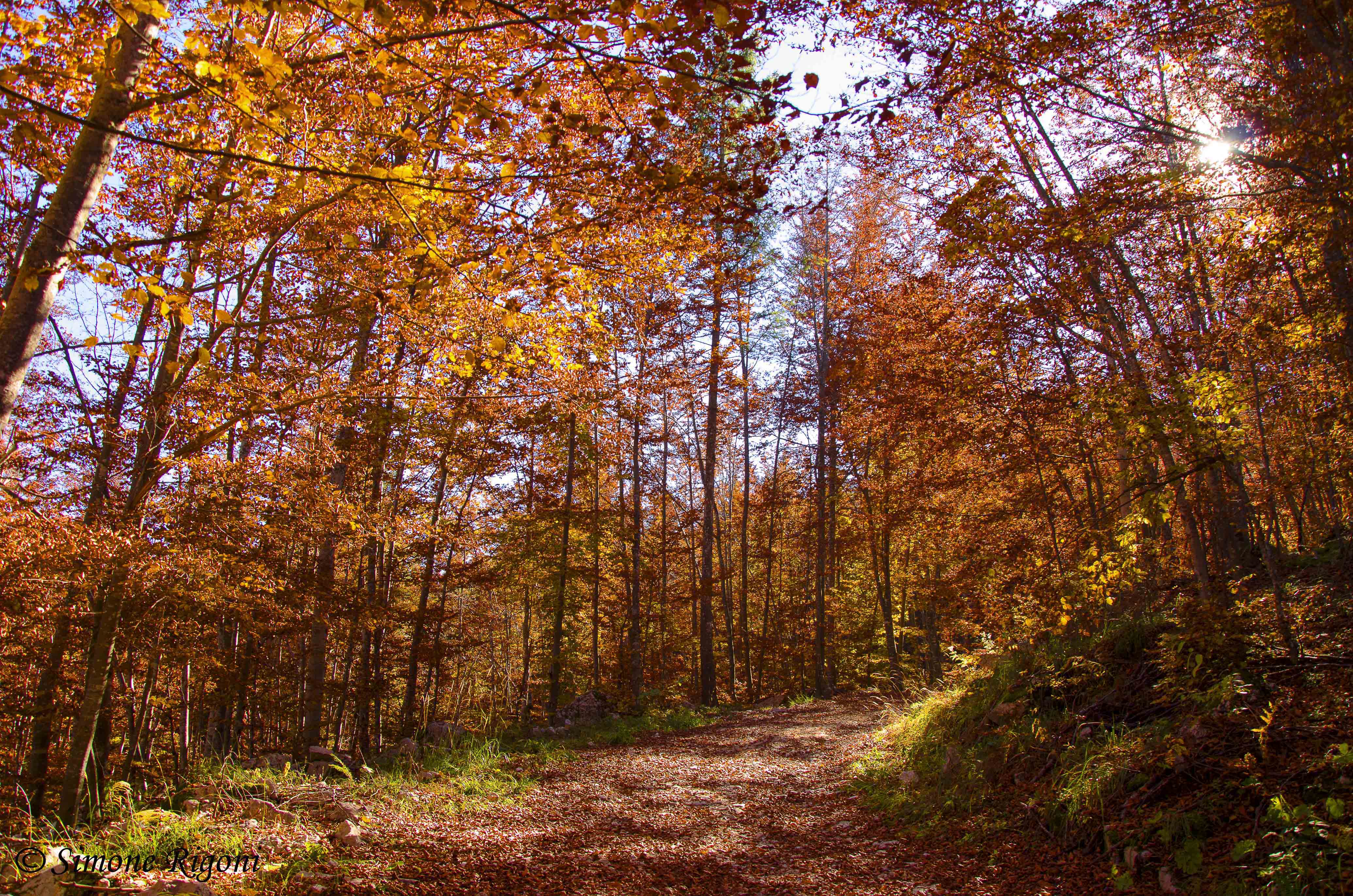_DSC8667 I meravigliosi colori dell'autunno