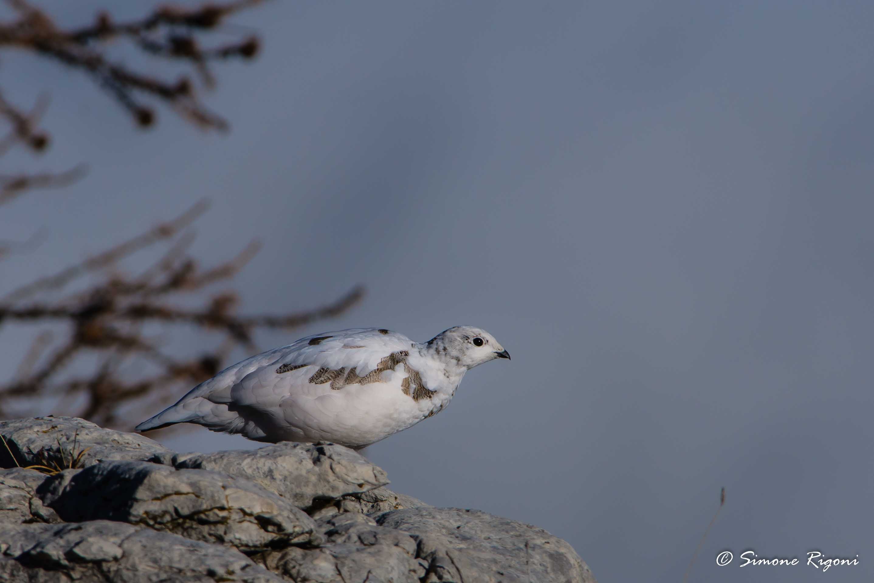 dsc_5423-femmina-di-pernice-bianca-durante-la-muta-autunnale
