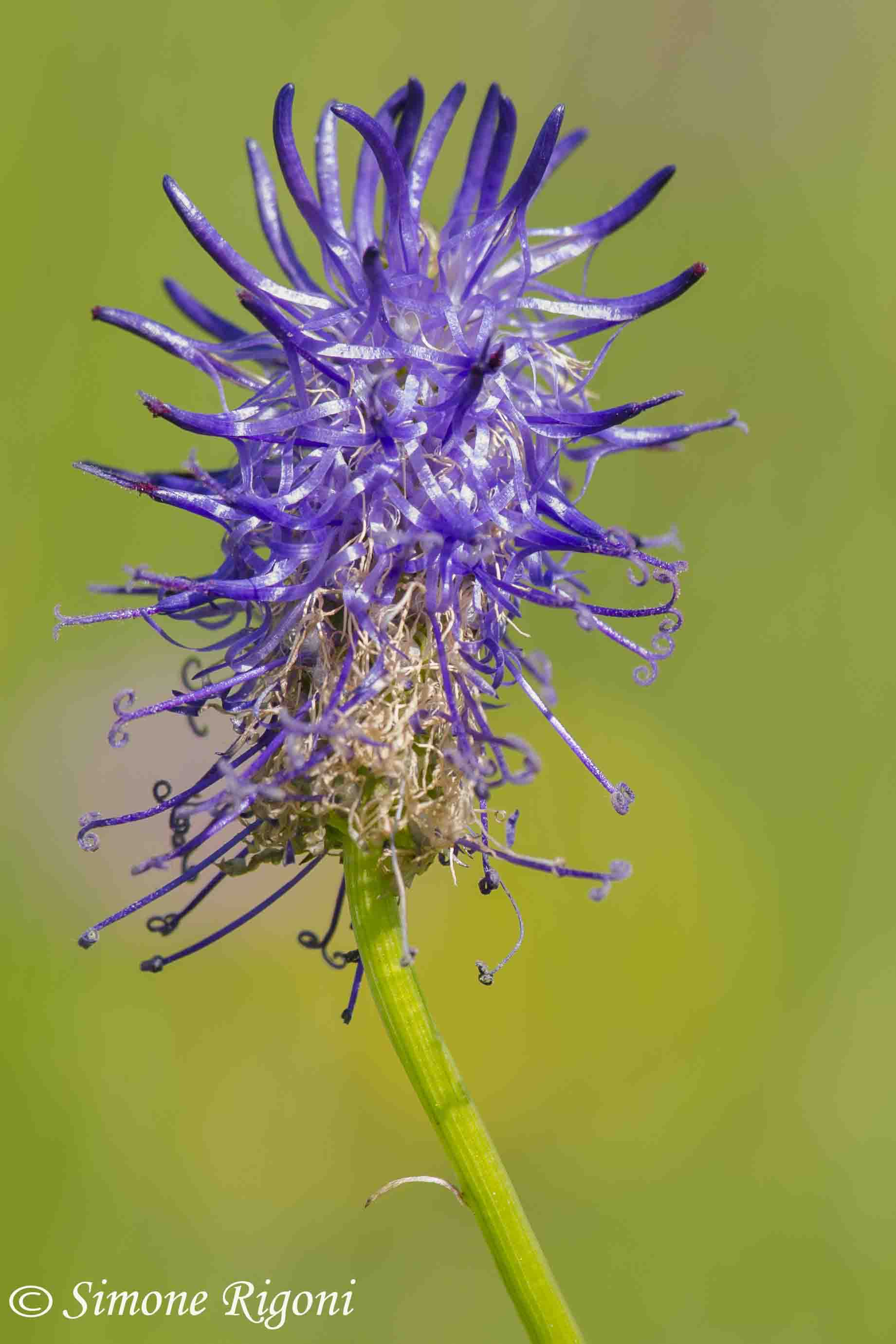 _dsc3424-raperonzolo-rotondetto