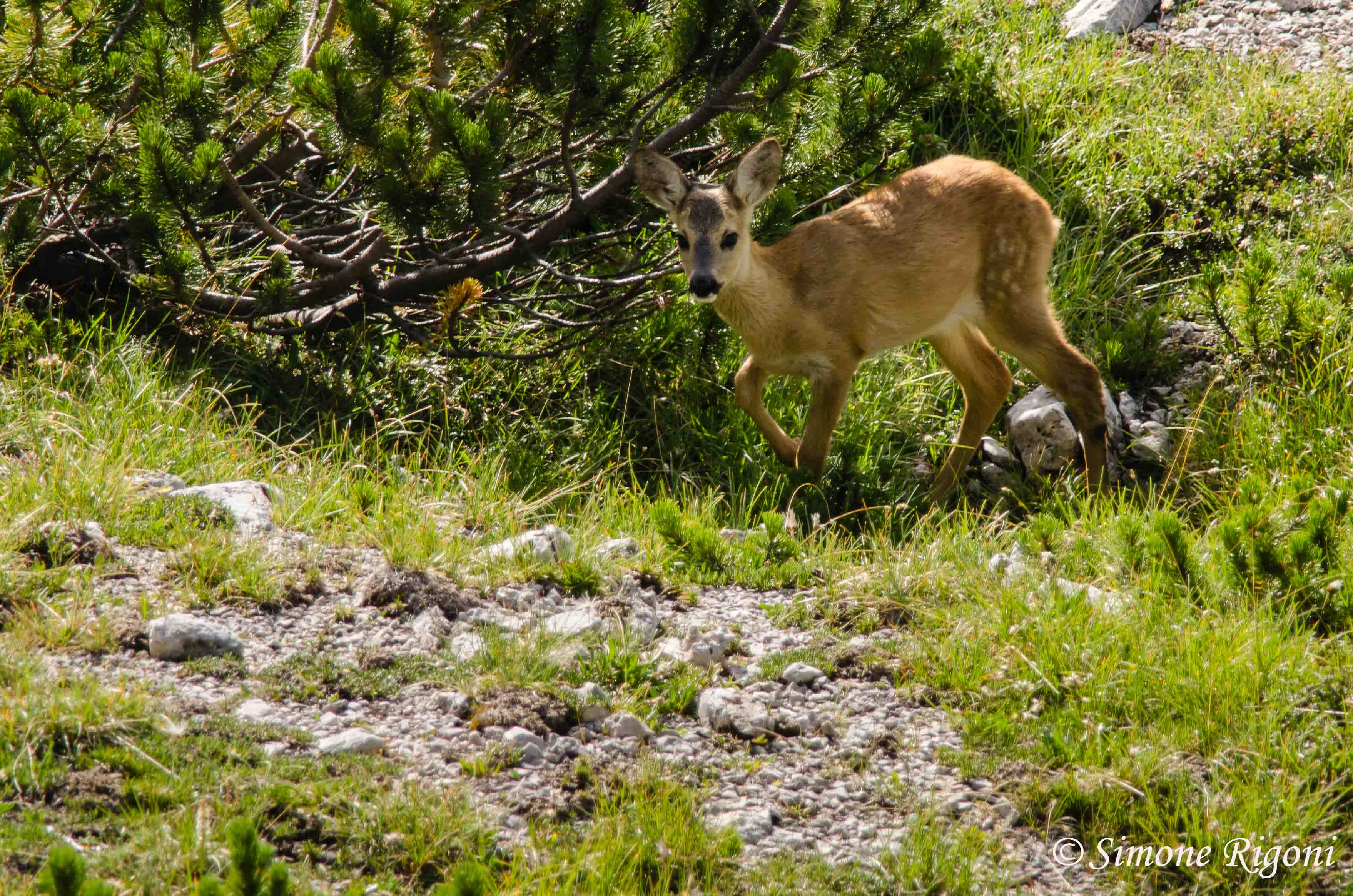_dsc6915-giovane-di-capriolo