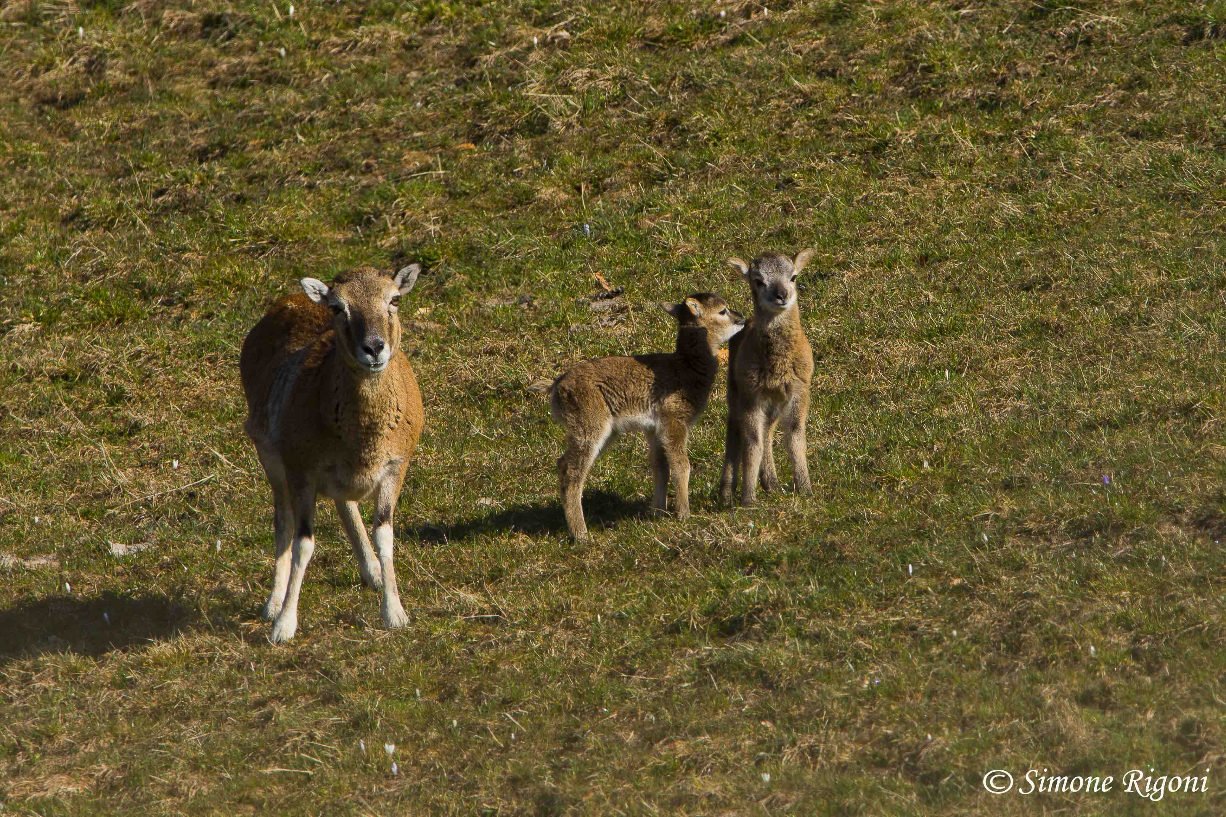 DSC_6301 Mamma muflona con le sue piccole creature