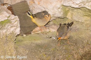 _DSC3045 Immaturo di Ballerina Gialla avifauna 2