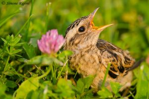 _DSC4419 Giovane di allodola