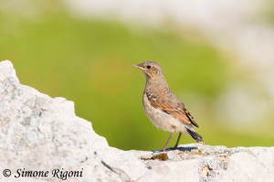 _DSC8106 Giovane di culbianco avifauna 2