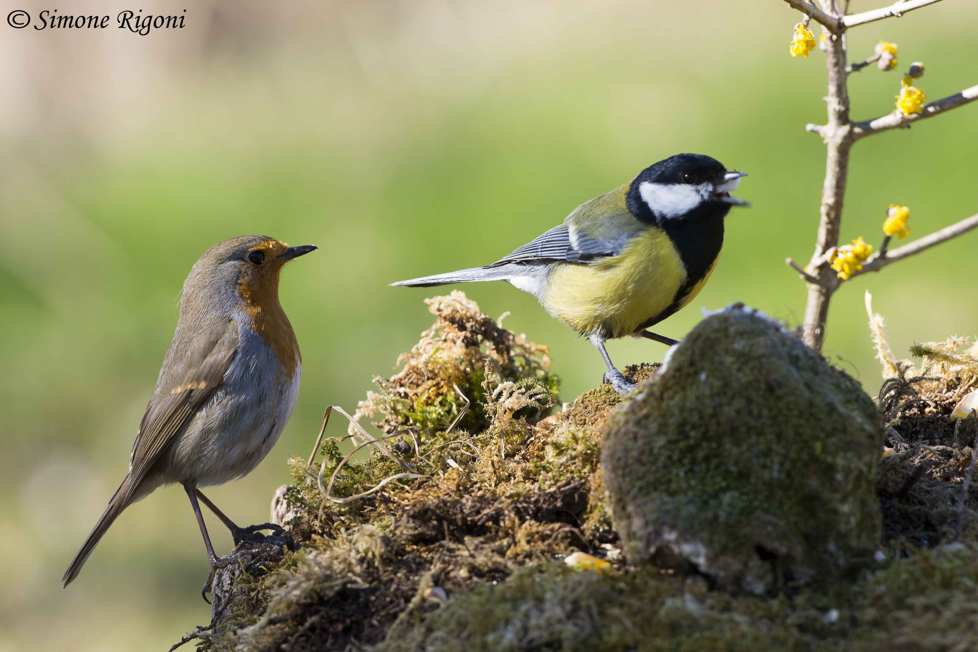 _DSC8890 Pettirosso e Cinciallegra