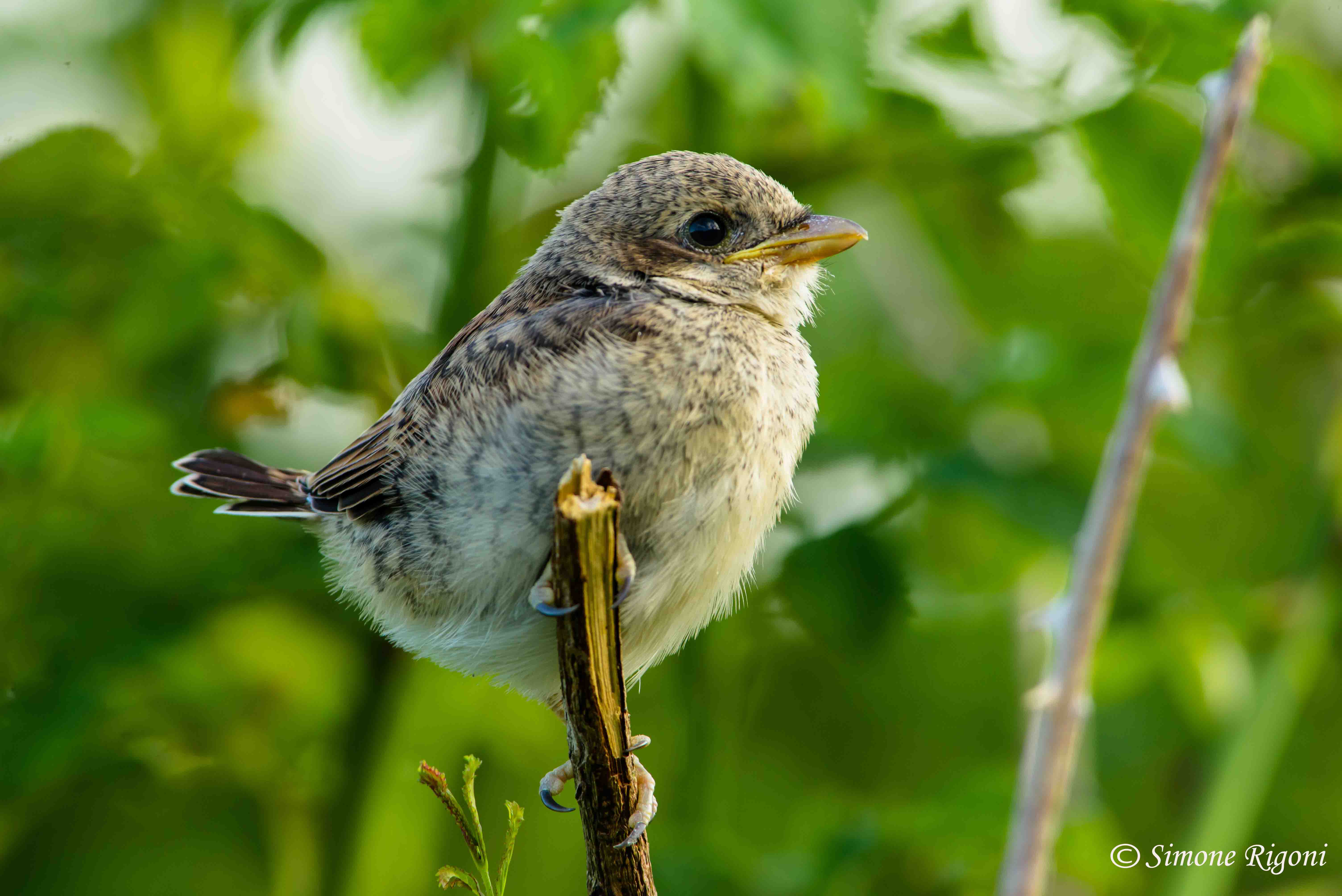 dsc_2855-giovane-di-averla-piccola