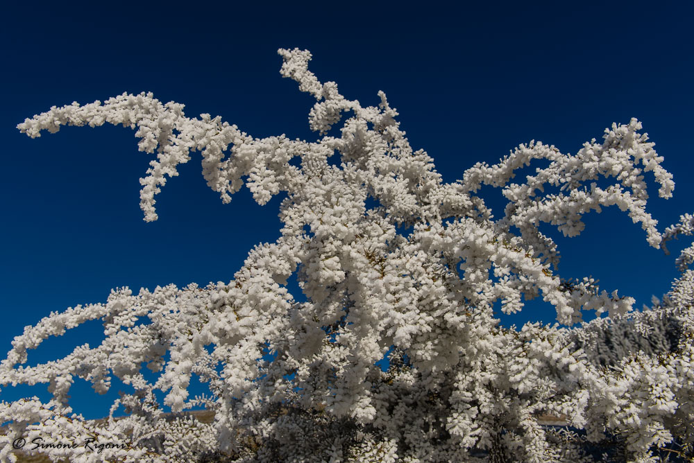 dsc_2610-arte-della-natura