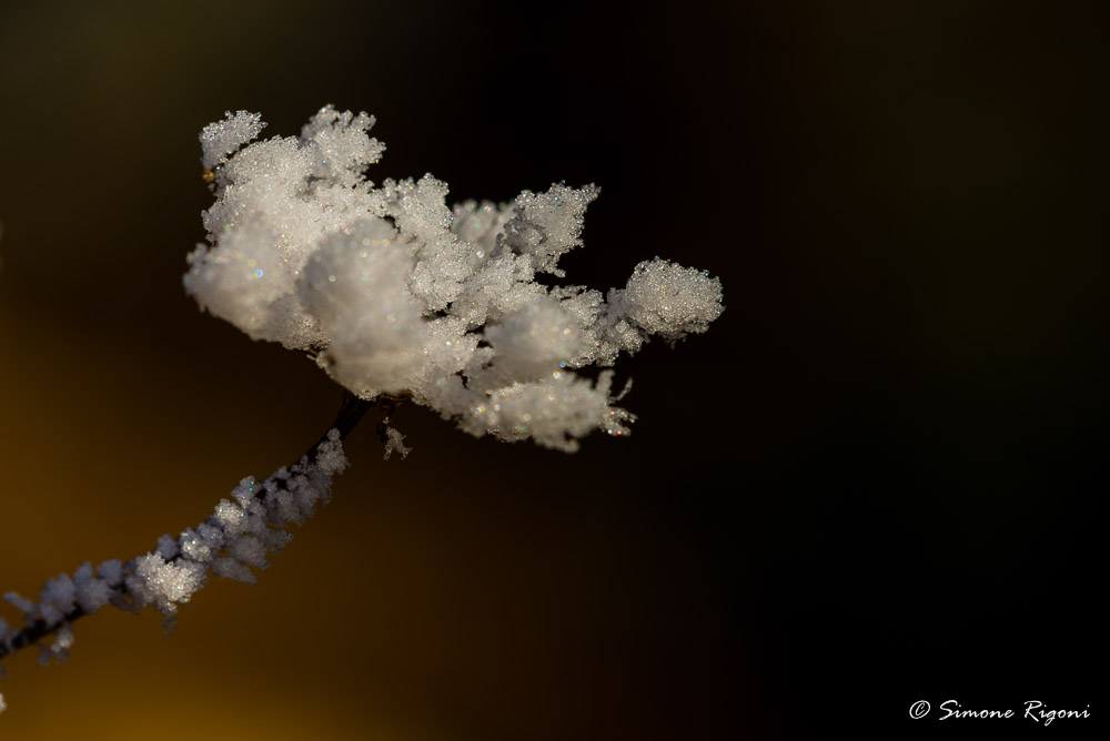 dsc_2652-fiore-di-cristallo