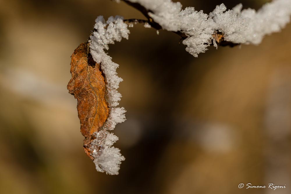 dsc_2666-foglia-ricamata