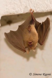 DSC_0039 Pippistrello