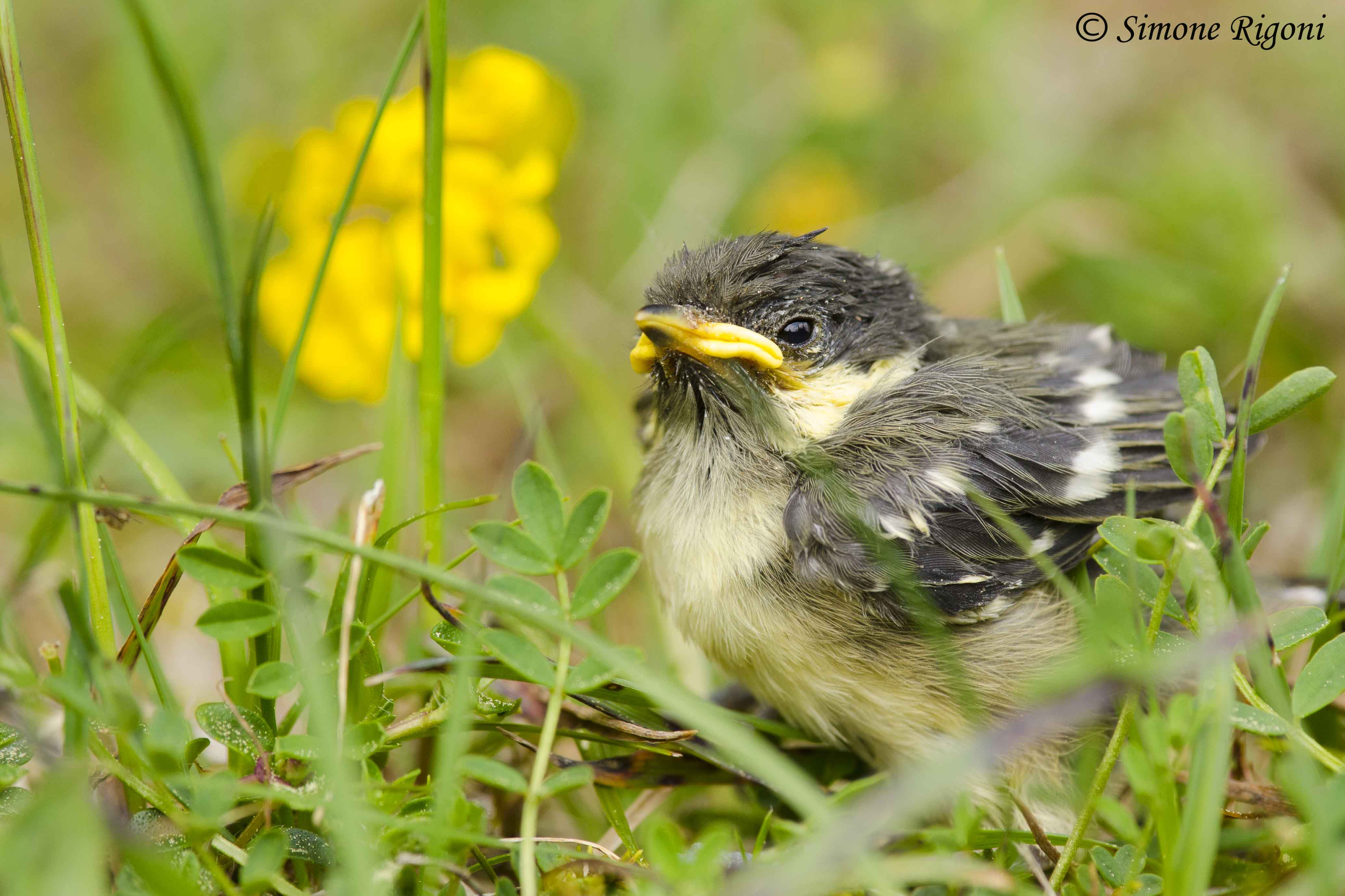 _DSC2621 Immaturo di Cincia mora