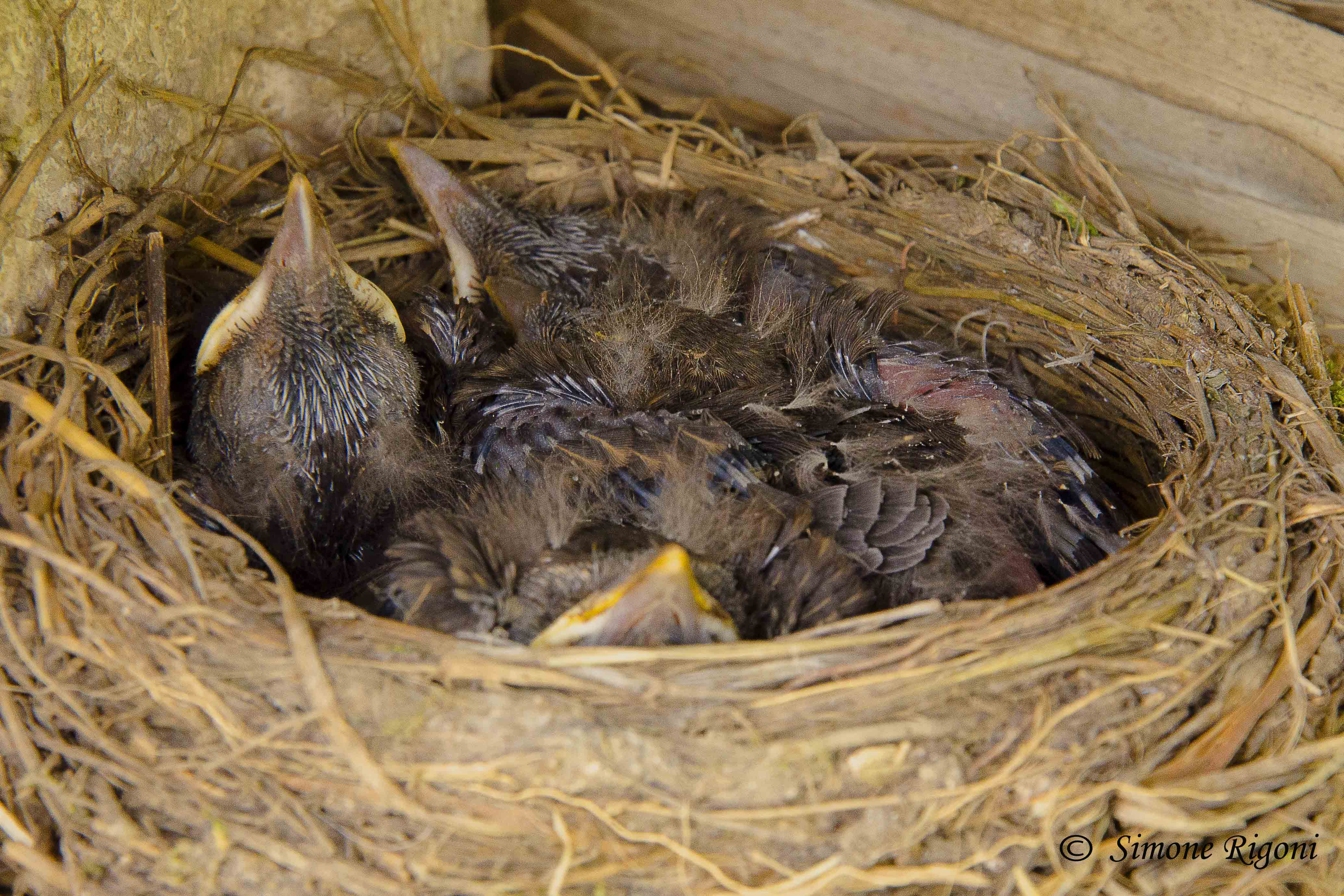 _DSC4349 Nido di merlo