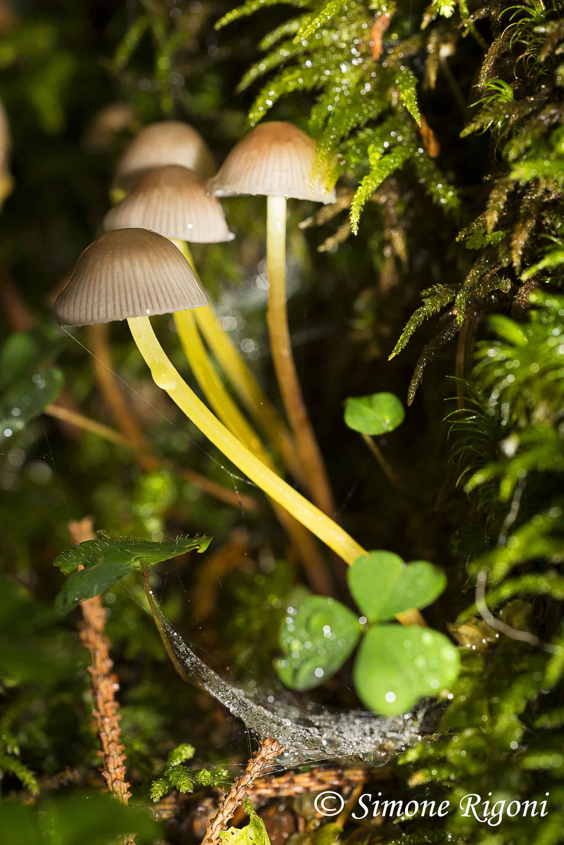 _DSC9303 Mycena epipterygia