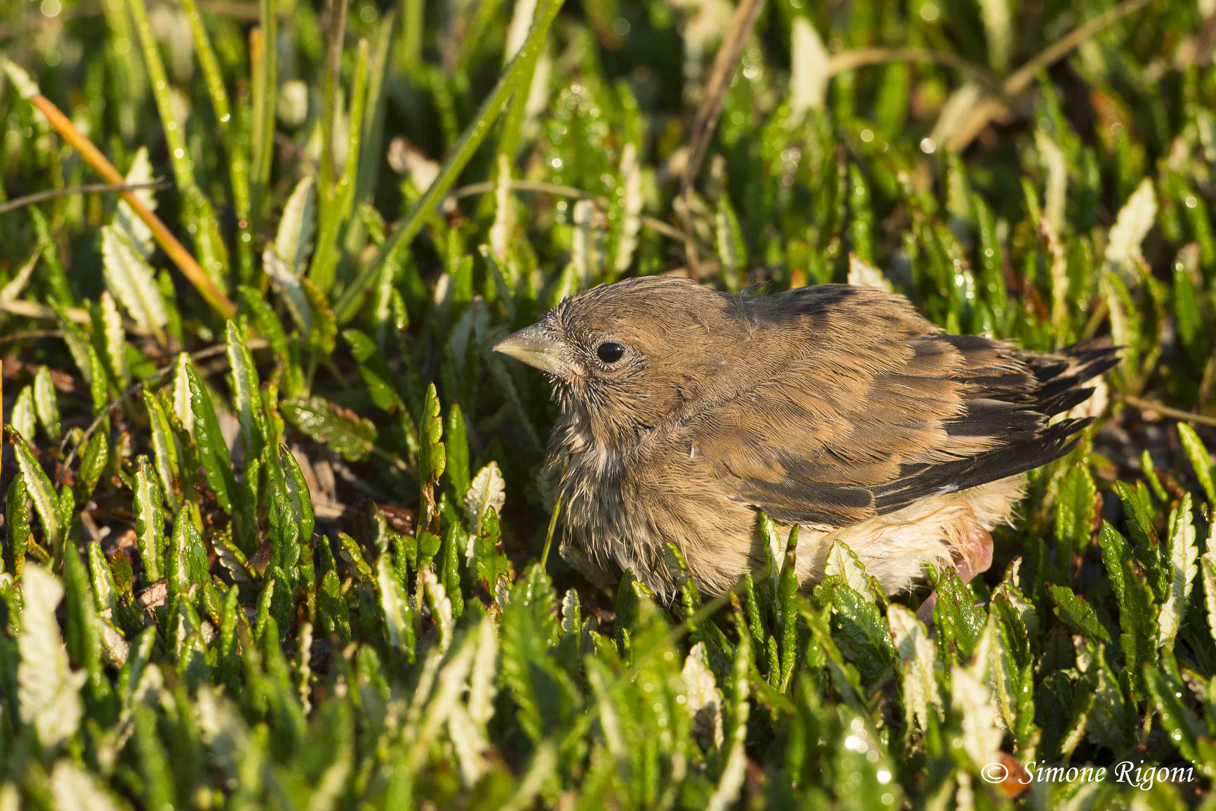DSC_3739 Immaturo di Fanello
