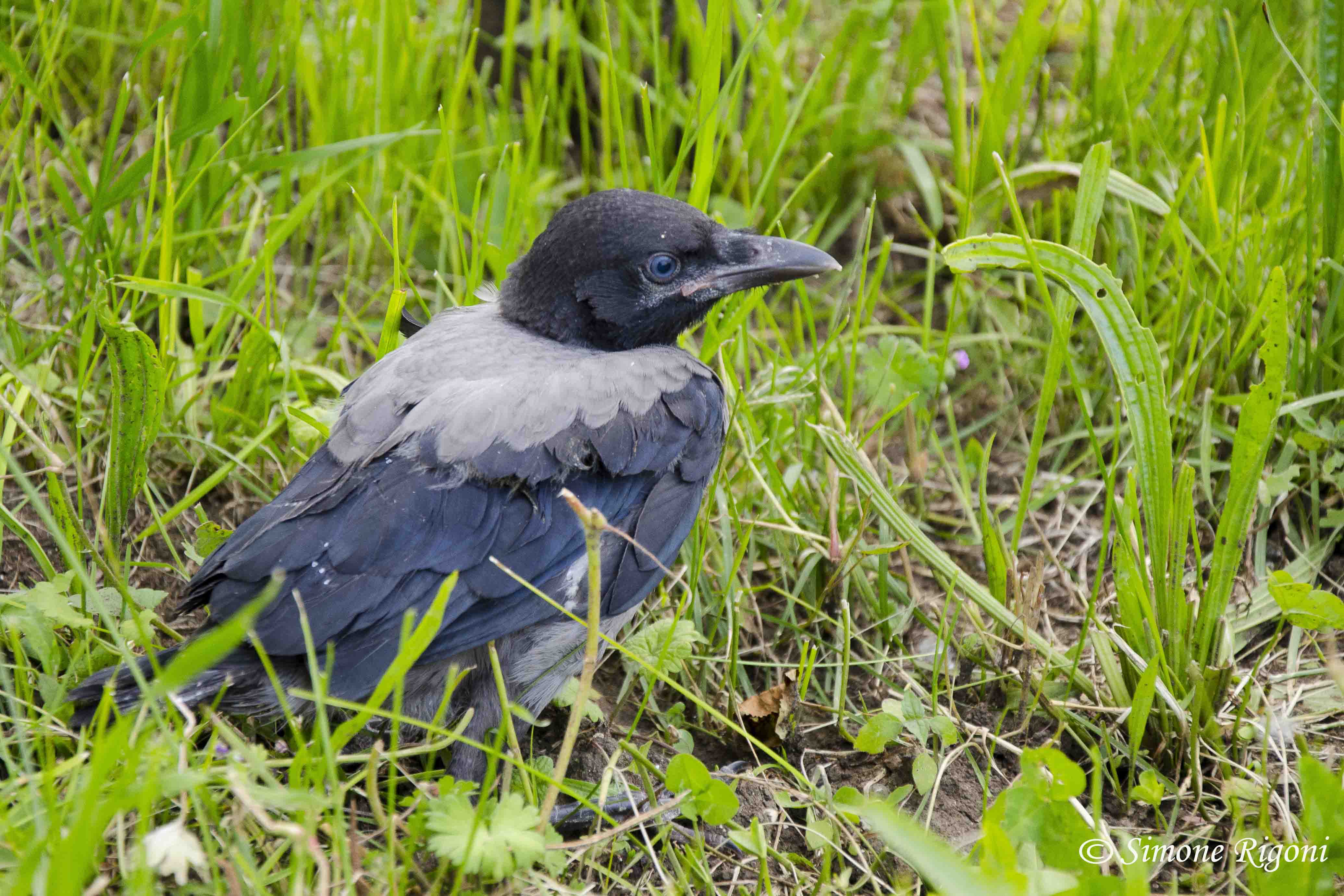 _DSC1737 Immaturo di Cornacchia grigia