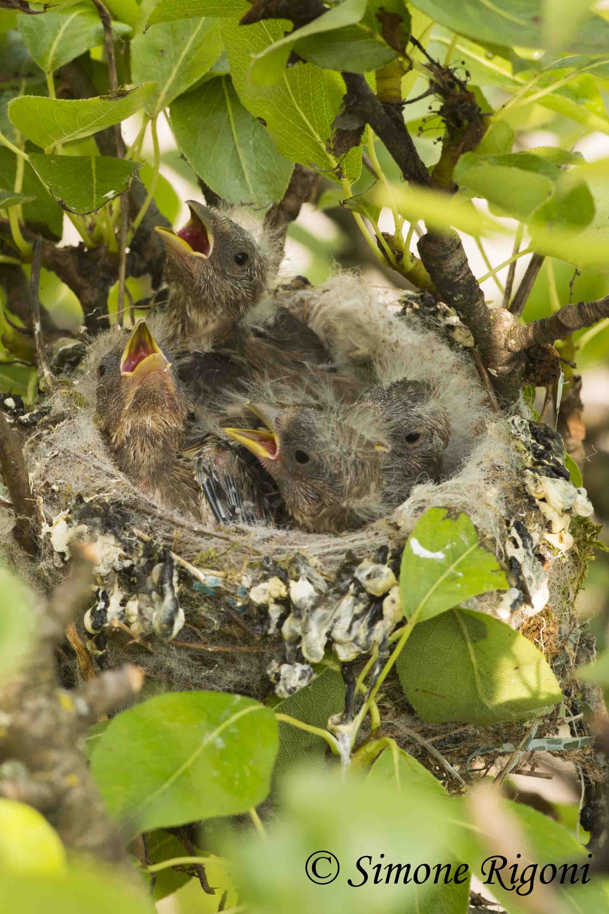 _DSC5271 Nido di cardellino