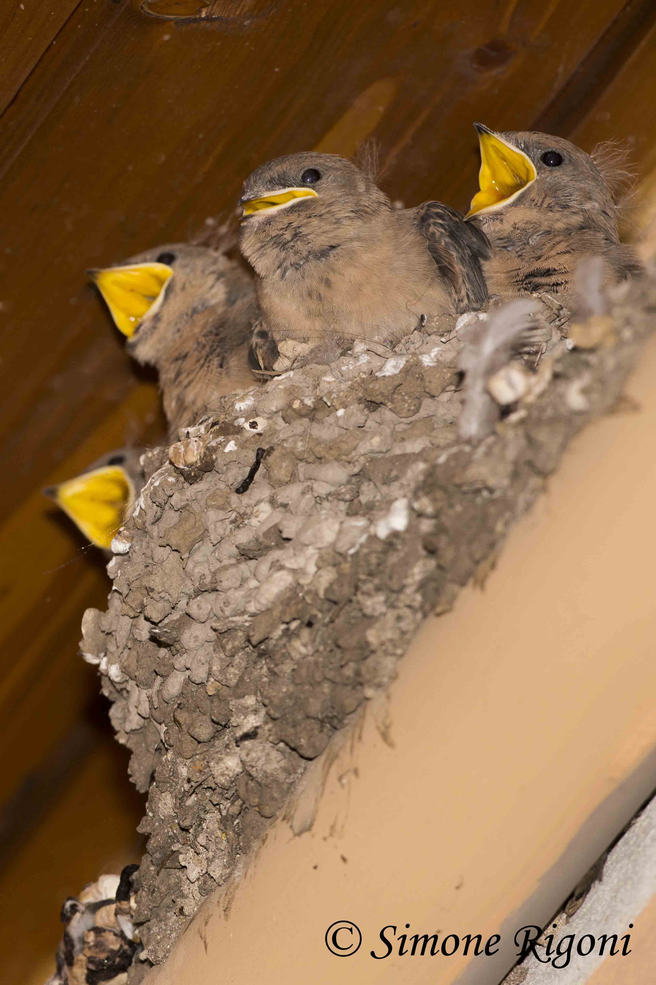 _DSC6504 Nido di rondine montana