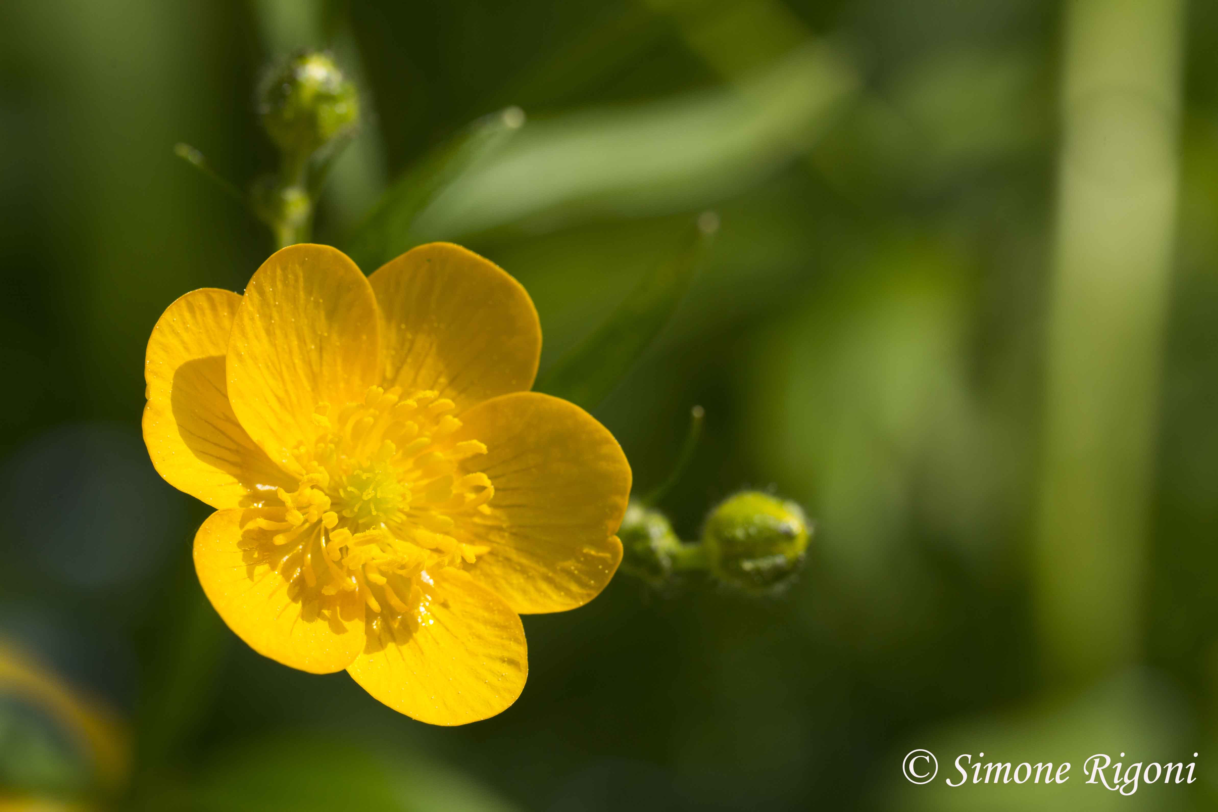 DSC_1122 Ranuncolo montano
