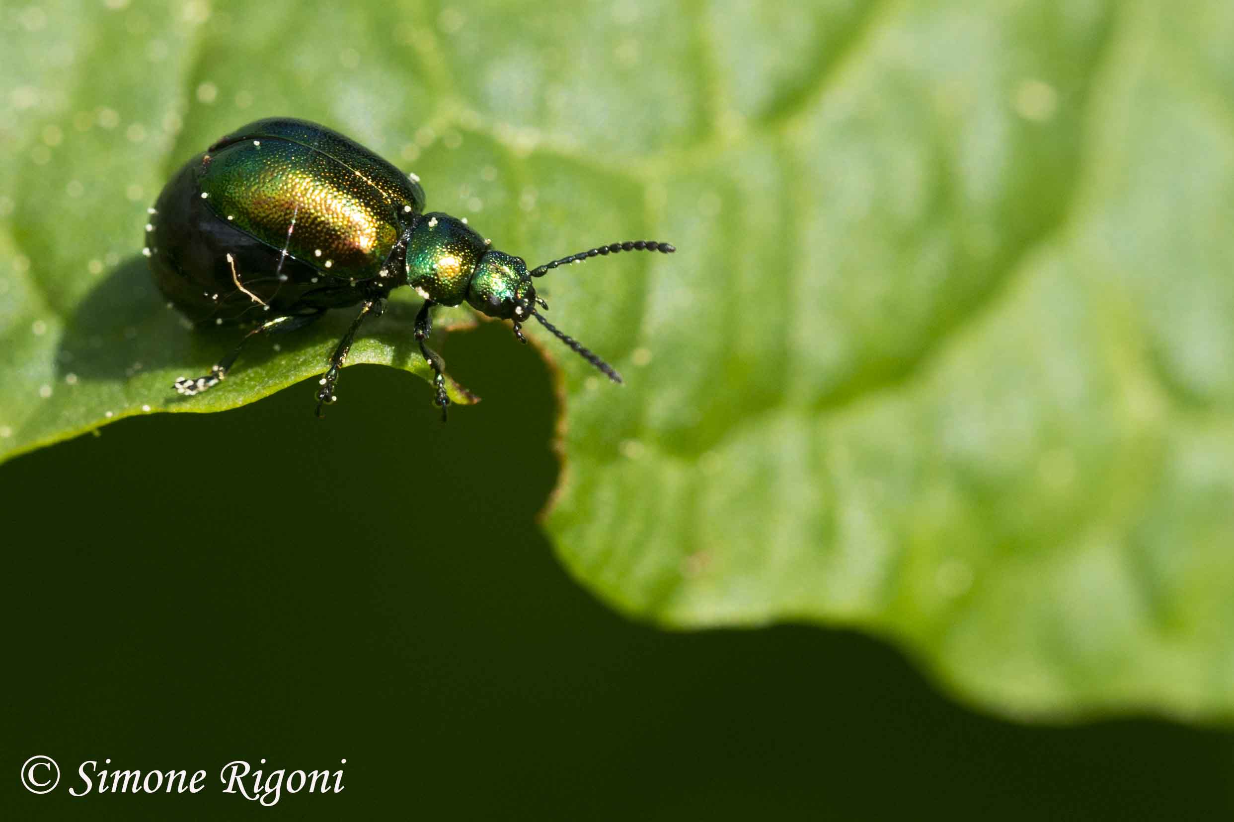 DSC_1169 Crisomelide