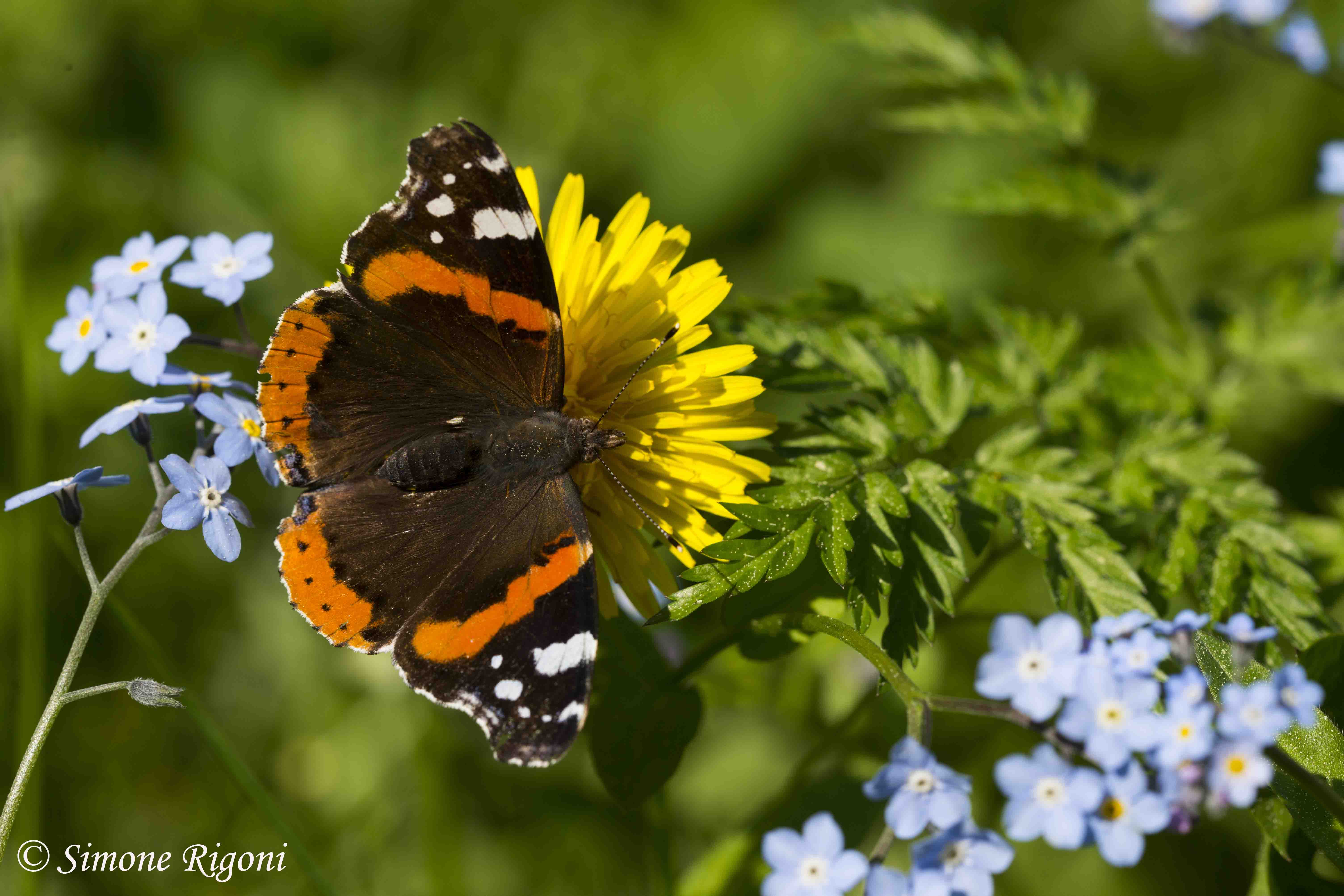 DSC_1204 Vanessa del cardo