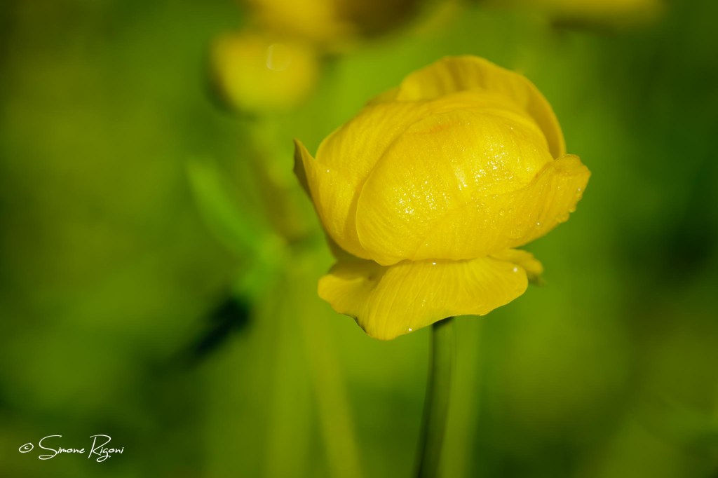 _DSC4376 Botton d' oro
