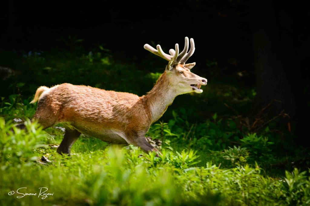 _DSC4563 Cervo con velluto
