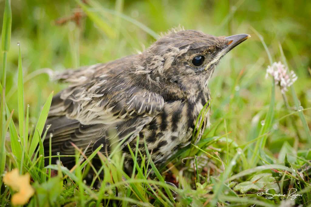 _DSC4806 Immaturo di Merlo dal collare