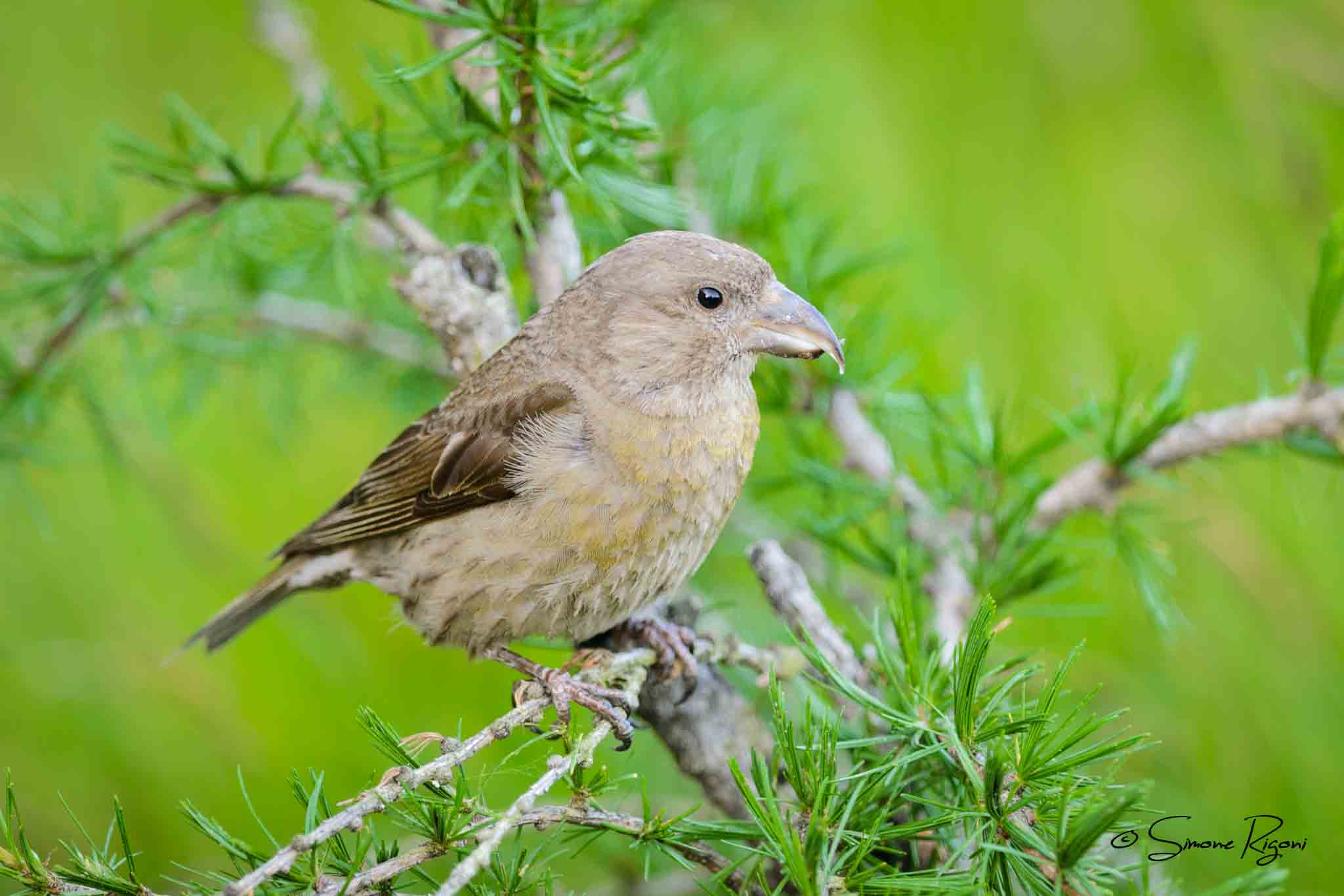 _DSC5201 Femmina di Crociere