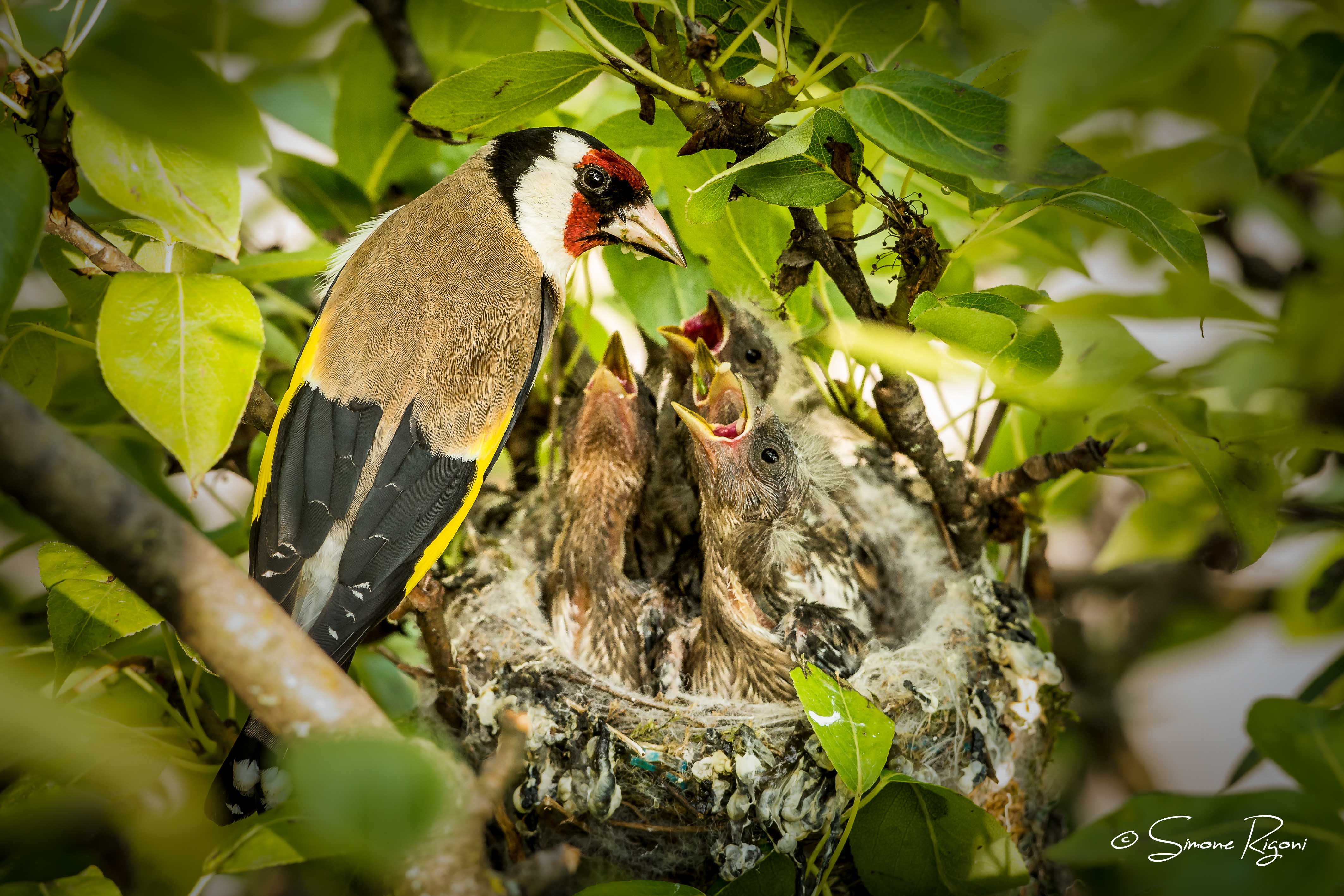 _DSC5297 Cardellino con prole