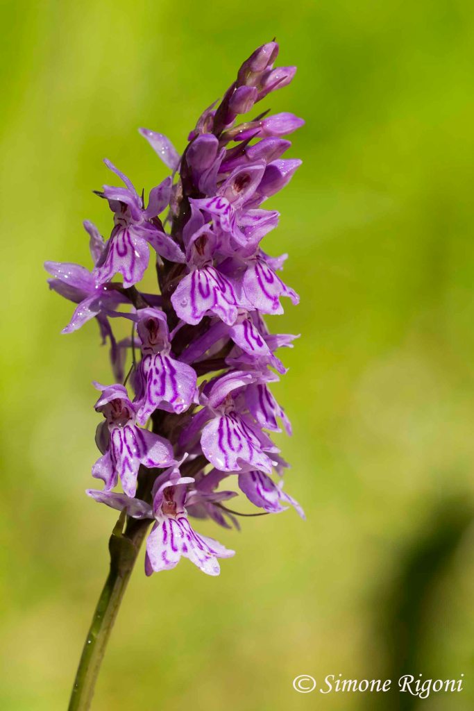 _DSC6924 Dactylorhiza maculata