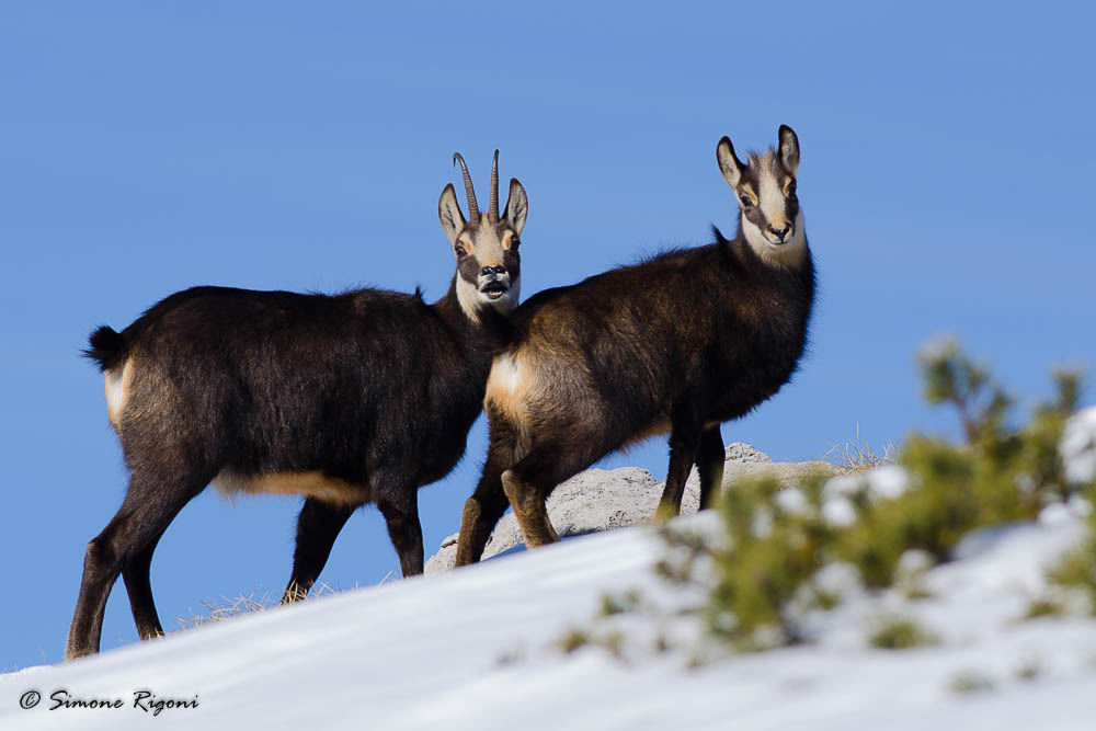 _DSC7883 Mamma Camoscia e la sua creatura