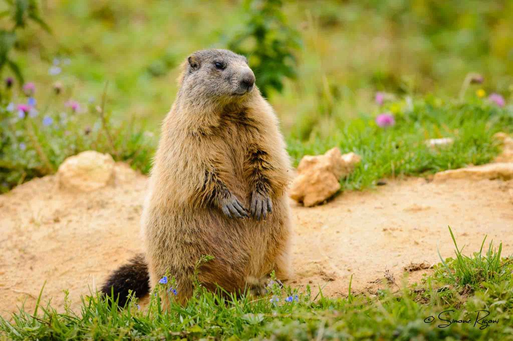 _DSC9699 Marmotta