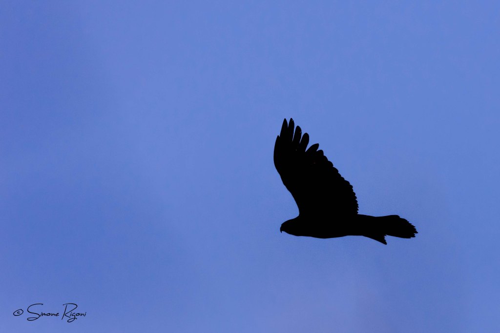 DSC_0121 Aquila reale in Silhouette