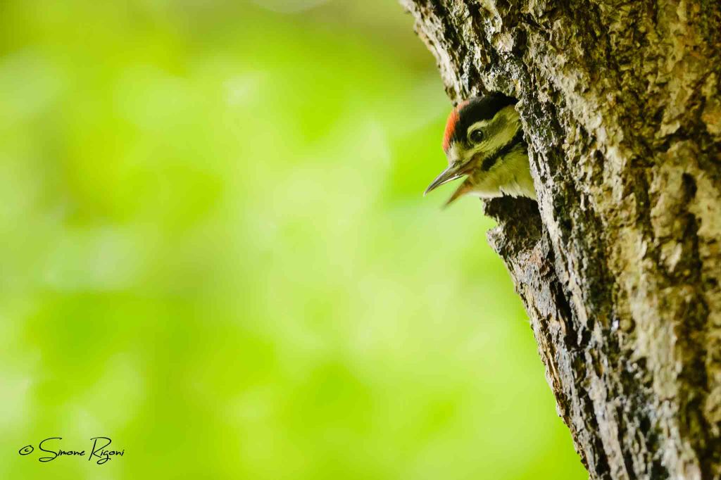 DSC_1429 Immaturo di Picchio rosso maggiore