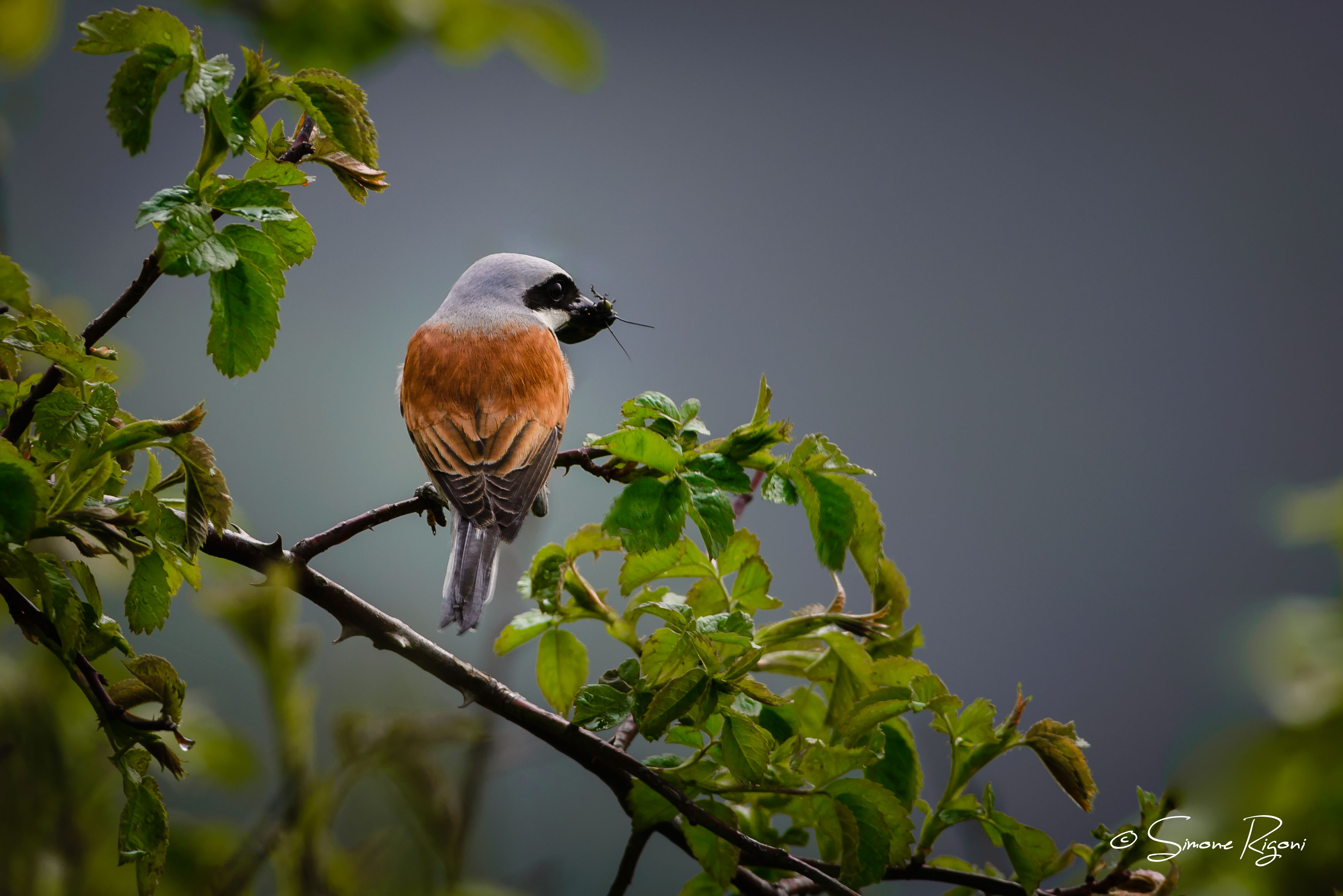 DSC_1790 Averla piccola