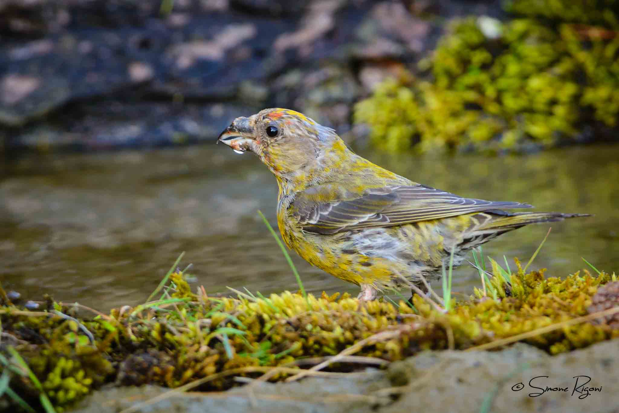 DSC_3455 Giovane di Crociere