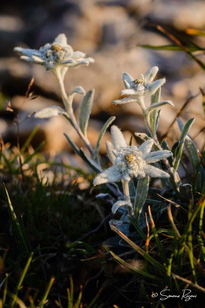 DSC_4118 Stella alpina