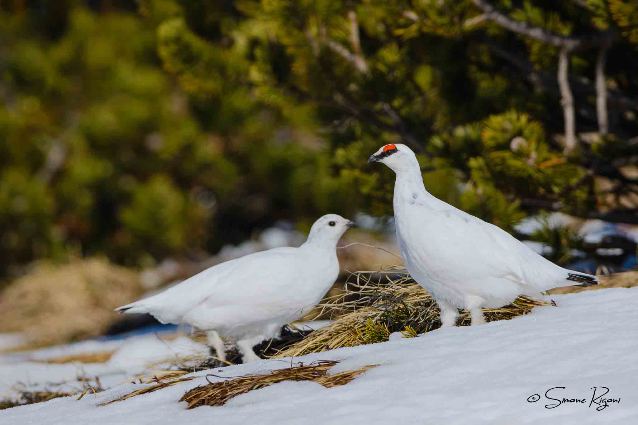 DSC_7358 Coppia di Pernice bianca