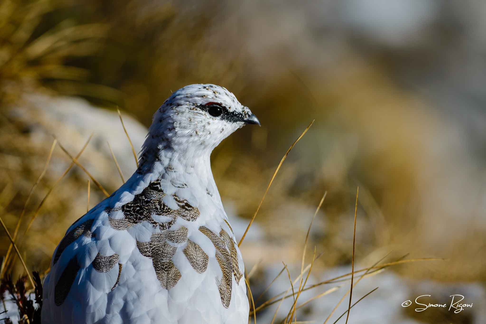 DSC_7838 Ritratto di Pernice bianca durante la muta autunnale
