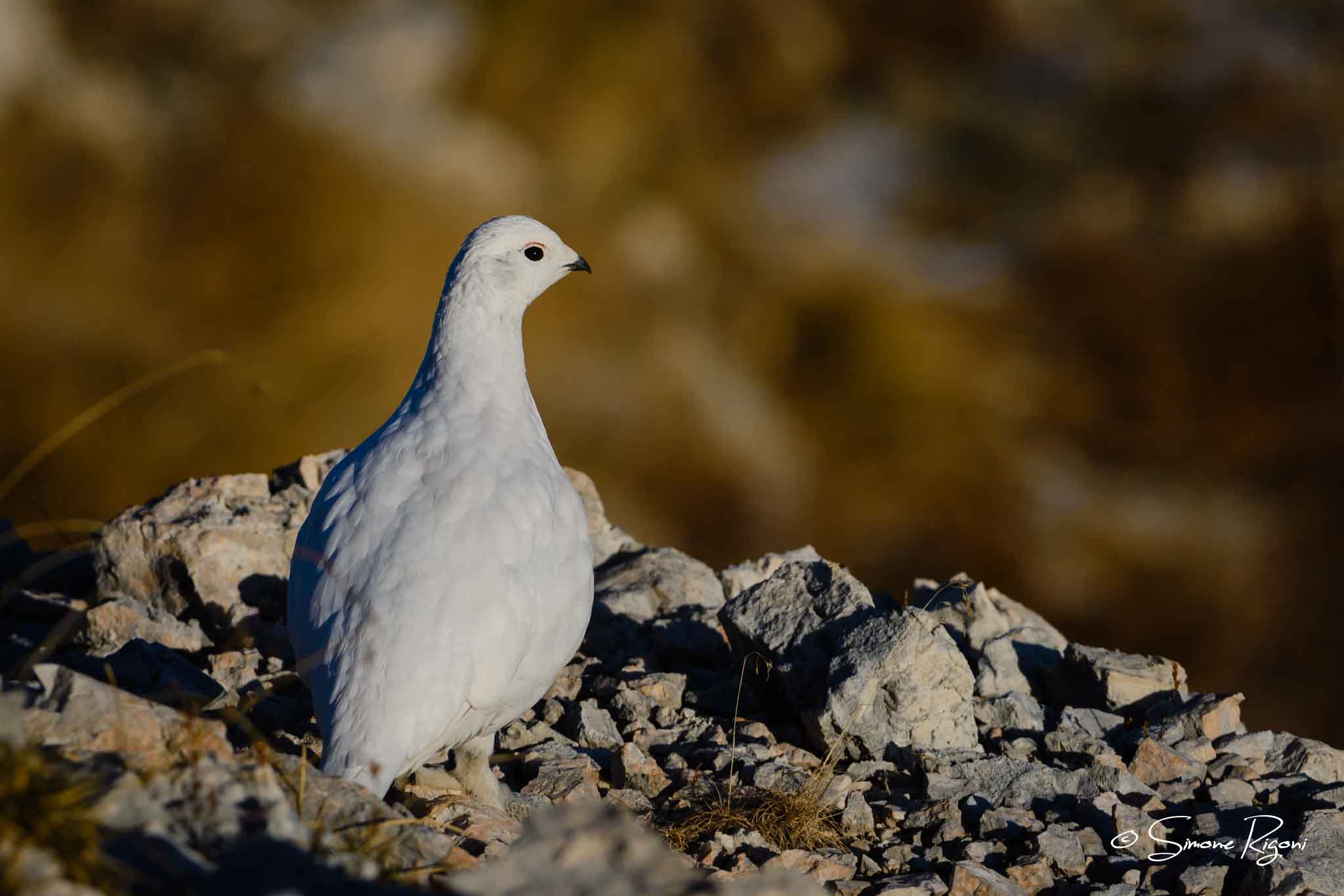 DSC_8218 Femmina di Pernice bianca