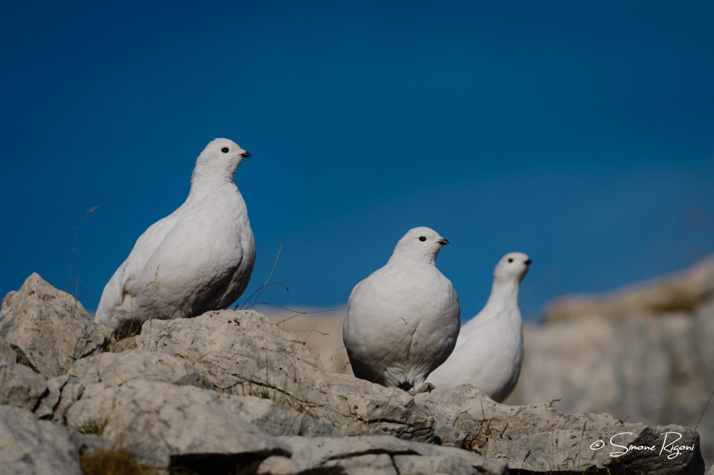 DSC_9868 Femmine di Pernice bianca