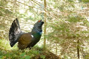 SIM_0372 Gallo Cedrone al canto