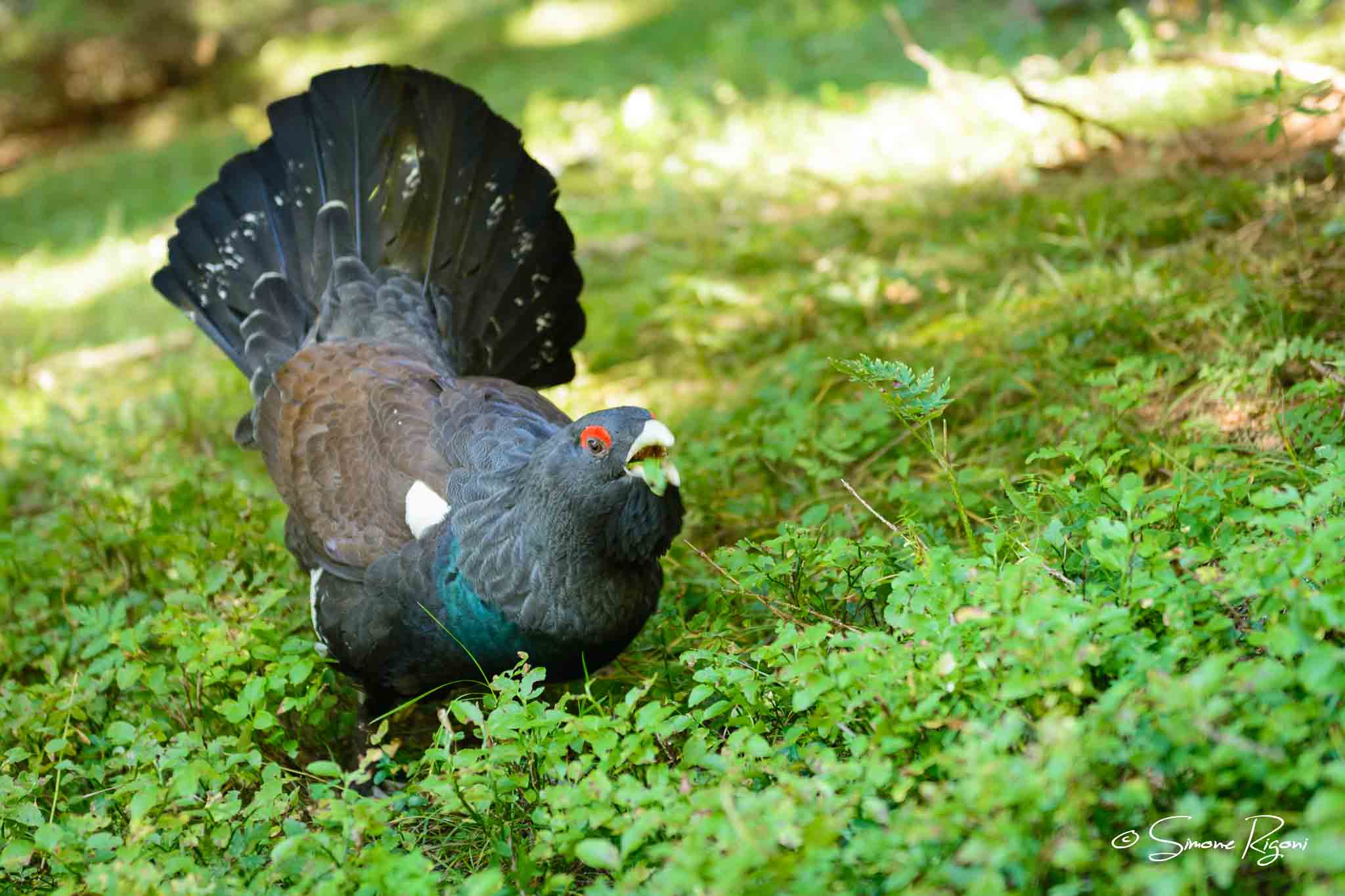 SIM_0885 Gallo Cedrone durante il pranzo