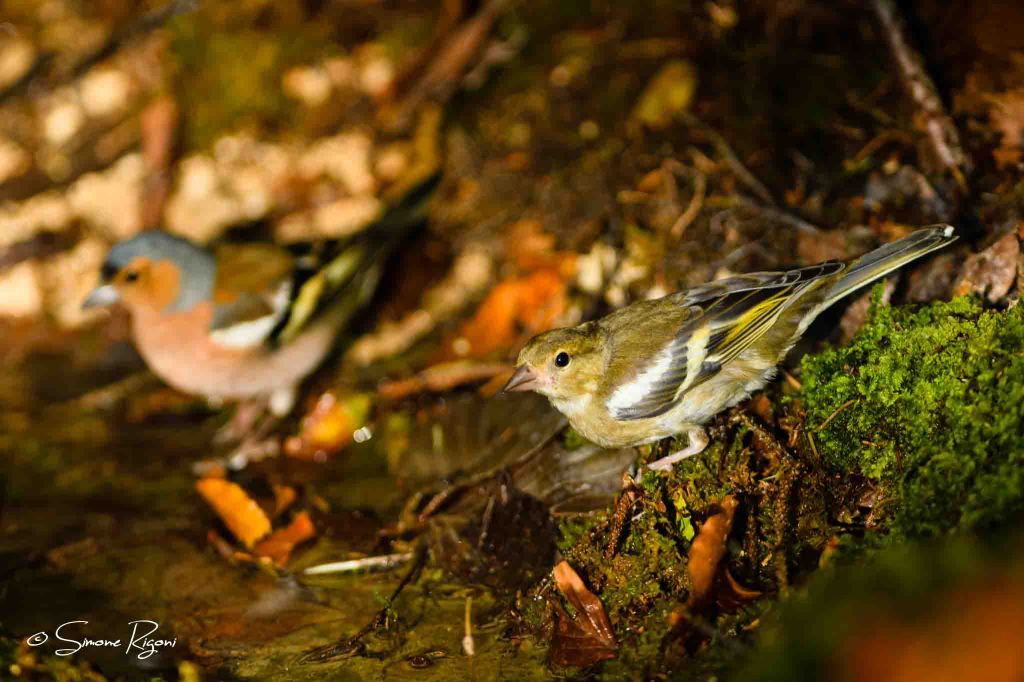 SIM_1115 Coppia di Fringuelli