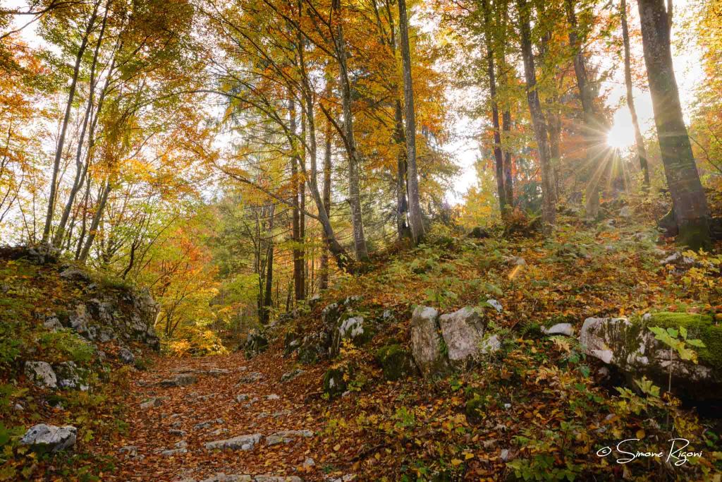 SIM_1449 Raggi di luce