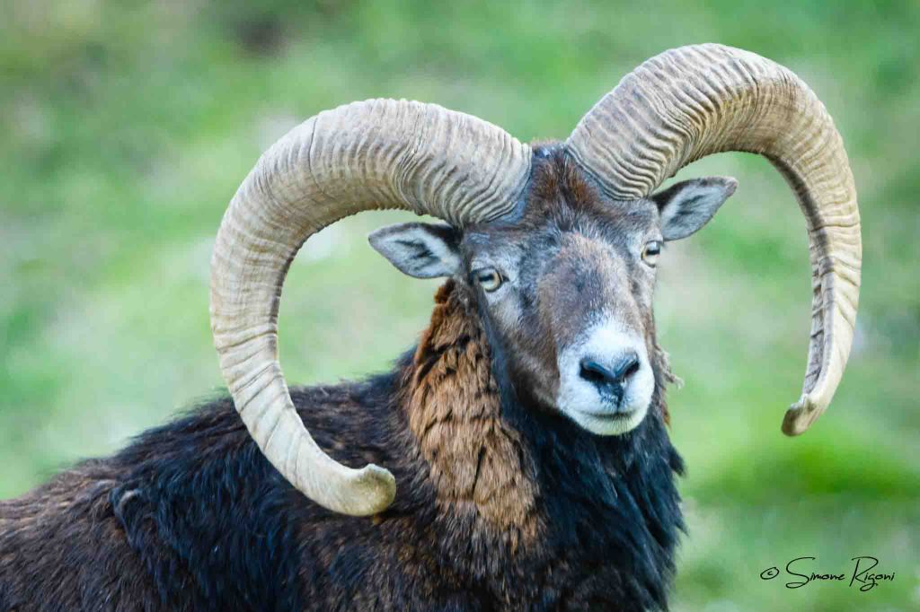 SIM_2165 Ritratto di Muflone