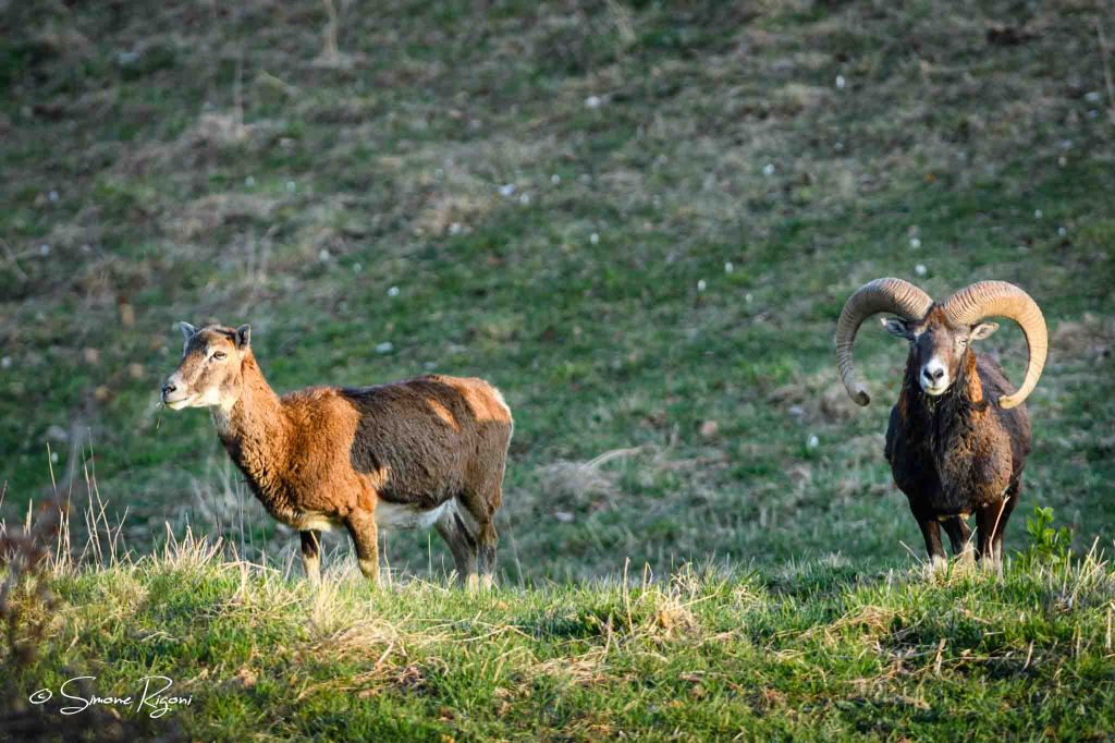 SIM_2225 Maschio e femmina di Muflone